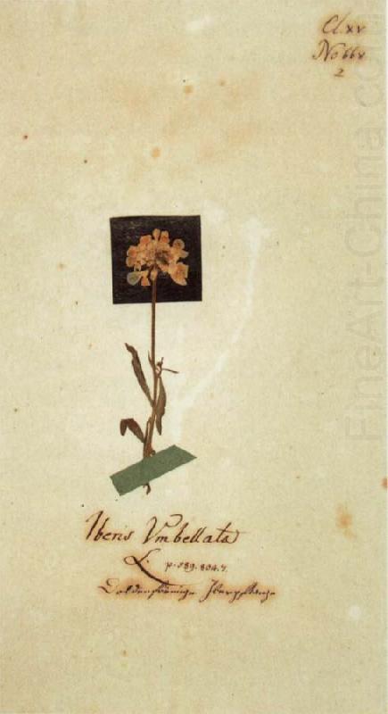 Herbarium sheet, Johann Wolfgang von Goethe